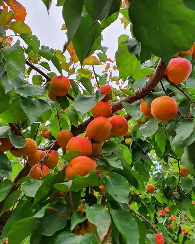 Kioto Apricots on Tree
